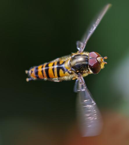Episyrphus balteatus